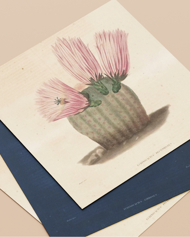 Packaging design work